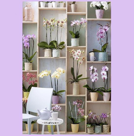 Le Phalaenopsis, ou orchidée papillon, se décline en une multitude de couleurs, toutes plus charmantes les unes que les autres. Ainsi, vous pouvez donner du peps à votre intérieur et ajouter la touche de couleur qui vous ressemble : du blanc au violet, en passant par du rose, du saumon, ou du jaune et jusqu’au bleu, obtenu par coloration.