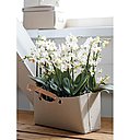 Et pour ajouter une touche fleurie à votre déco intérieure, pourquoi ne pas disposer plusieurs Phalaenopsis, blanches ou plus colorées, dans un joli porte-revues ? Voilà une idée que l’on reproduira sans tarder.