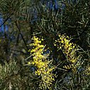 Le Domaine du Rayol propriété du conservatoire du littoral propose d’aller à leur découverte tous les vendredis du 30 janvier au 27 février 2015.