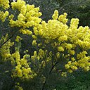Plus de 130 espèces sont à découvrir au Jardin du Rayol.