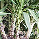 Ne demandant que peu d’entretien, le Yucca est LA plante à offrir aux personnes qui ont soif de verdure, mais qui n’ont pas vraiment la main verte.