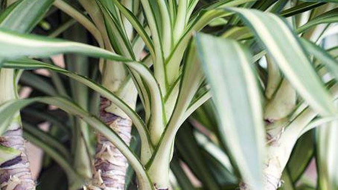 Ne demandant que peu d’entretien, le Yucca est LA plante à offrir aux personnes qui ont soif de verdure, mais qui n’ont pas vraiment la main verte.