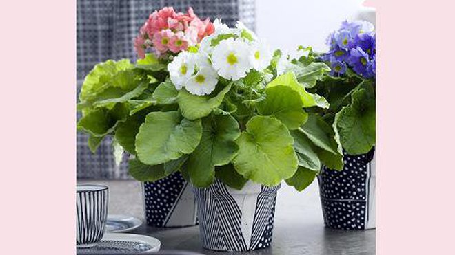 Et pour accentuer l’effet déco de cette plante vivace et colorée, adoptez des pots de fleurs aux motifs graphiques, noir et blanc, ou osez la couleur !