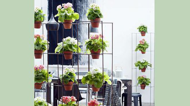 Si elles égayent terrasses et balcons, sachez que les Primevères embellissent aussi vos intérieurs. Bel exemple avec cette réalisation déco à souhait, qui apporte une touche de peps à ce salon de style contemporain.