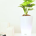 Le pot connecté permet de partir tranquille et de croire un temps qu’on a la main verte en remplissant la réserve d’eau pour activer l’arrosage intuitif et régulier jusqu’à 4 semaines.