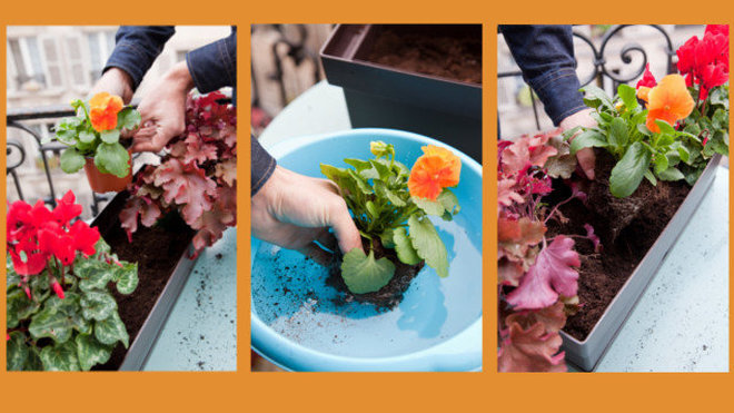 Etape 3 : Humidifiez les mottes et positionnez les plantes dans le terreau, sans encore les mettre en terre.