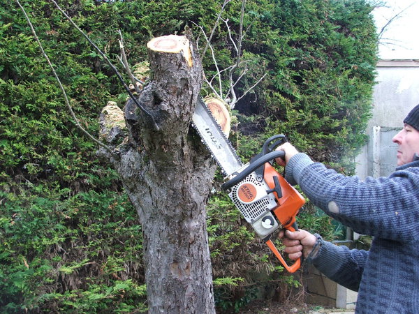 Etape 1 : tronçonner successivement les grandes branches de l’arbre.