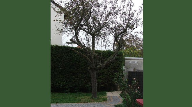 Avant : un arbre fruitier  malade donnant peu de fruits et devenu avec le temps inesthétique.