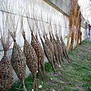 Les nids viennent d'être tressés et sont rassemblés en attente d'être installés.