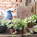 Composition originale de lierre intérieur, suspendu dans de petits pots, maintenus par des crochets. Idéal pour décorer votre maison  et lui donner un caractère naturel et frais.