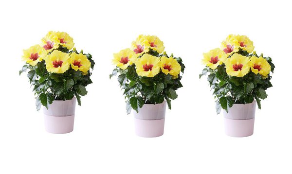 Petits pots d’hibiscus mêlant deux couleurs : le jaune et le rouge. La splendeur d’un festival de couleur.