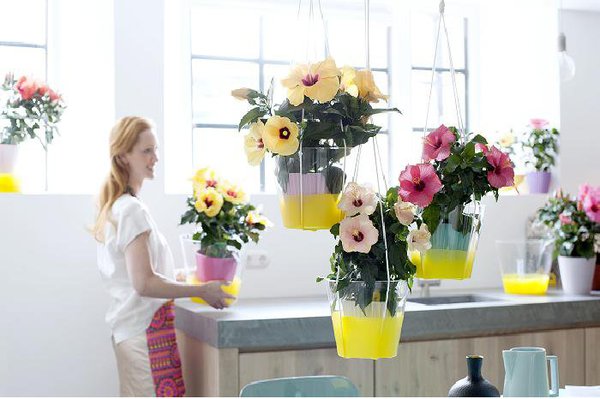 Suspensions originales d’hibiscus, toujours mises en valeur dans des cache-pots originaux et personnalisés. Une idée déco pour votre intérieur.