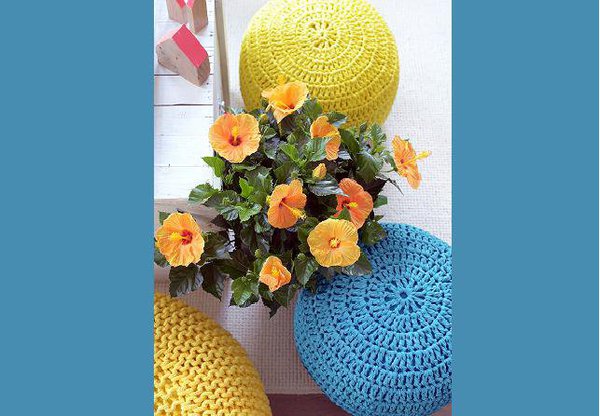 Les fleurs d’hibiscus dans toute leur splendeur. De jolis pétales, une jolie couleur, et la magie opère.