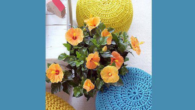 Les fleurs d’hibiscus dans toute leur splendeur. De jolis pétales, une jolie couleur, et la magie opère.