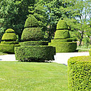 Buis d’un jardin qui mettent en avant l’étendue des possibilités de taille, des plus discrètes aux plus évidentes. Un bonheur visuel qui fait la renommée de Versailles.