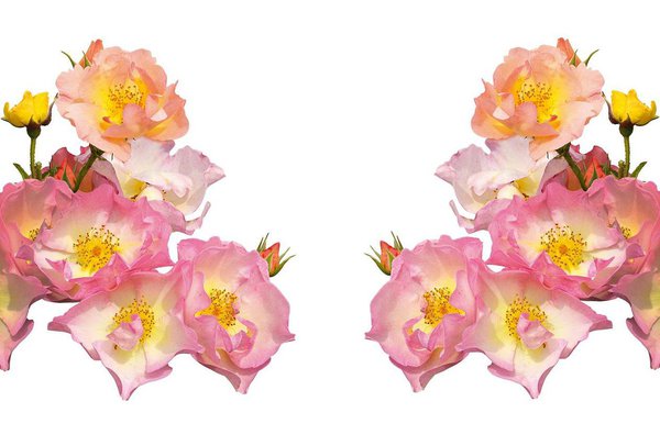 Le rosier Lambert Wilson, disponible dès mi-juin chez Truffaut.