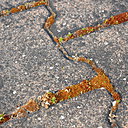 Étape 7 : Laisser agir 1 à 2 jours par temps sec. Les mousses et les lichens vont brunir.