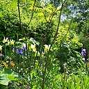 Le clos Paradénia Safrané à Rosay près de Mantes- la-Jolie.