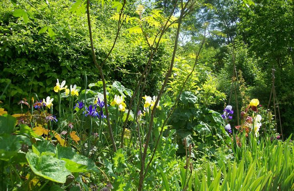 Le clos Paradénia Safrané à Rosay près de Mantes- la-Jolie.
