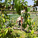 Visite guidée du Potager du Roi à Versailles.