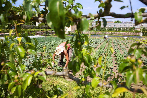 Visite guidée du Potager du Roi à Versailles.