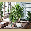 Le Yucca, Unexpected Wild. Créez-vous un jardin intérieur de Yucca, qui, grâce à leurs différentes tailles, vous permettent de jouer sur les hauteurs. Un bon moyen d’inviter la nature à vos côtés.