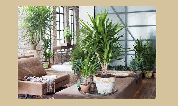 Le Yucca, Unexpected Wild. Créez-vous un jardin intérieur de Yucca, qui, grâce à leurs différentes tailles, vous permettent de jouer sur les hauteurs. Un bon moyen d’inviter la nature à vos côtés.