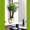 Idées déco pour ces Yucca en pots couleur or. Cela donne un aspect élégant et tendance. Nous atteignons presque le style Eco luxe avec cette verdure sauvage et sa déco moderne.