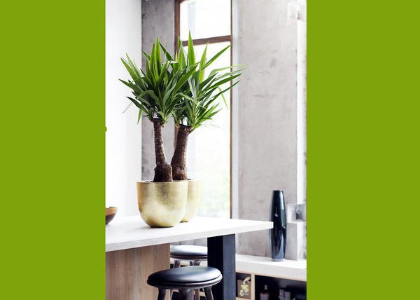 Idées déco pour ces Yucca en pots couleur or. Cela donne un aspect élégant et tendance. Nous atteignons presque le style Eco luxe avec cette verdure sauvage et sa déco moderne.