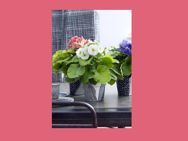 La primevère, plante Unexpected Wild dans des pots DIY noirs et blancs. Ses feuilles denses permettent un accord parfait avec un intérieur simple et chaleureux. Les touches de couleurs apportées par les fleurs donnent du peps à votre extérieur.