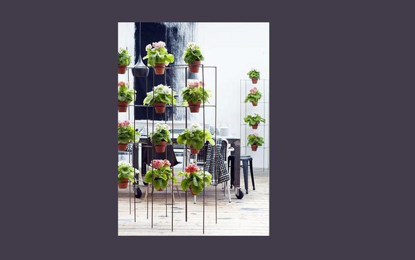 Étagères de primevères pour une idée déco simple et à la fois originale. Variez les couleurs de primevère pour plus de gaieté.