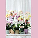 Différentes couleurs d’orchidées. Un bonheur pour nos pupilles. Du rose au rouge, en passant par un jaune clair, les fleurs d’orchidées sont de loin les plus raffinées. Idée déco : en centre de table ou au coin d’une fenêtre, cette plante embellira immédiatement votre intérieur avec raffinement.