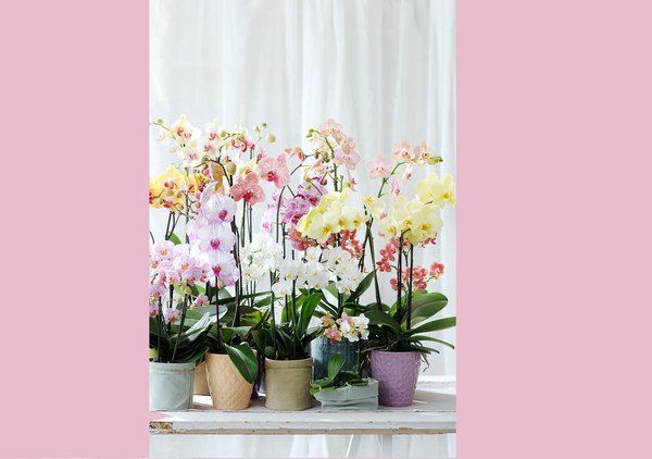 Différentes couleurs d’orchidées. Un bonheur pour nos pupilles. Du rose au rouge, en passant par un jaune clair, les fleurs d’orchidées sont de loin les plus raffinées. Idée déco : en centre de table ou au coin d’une fenêtre, cette plante embellira immédiatement votre intérieur avec raffinement.