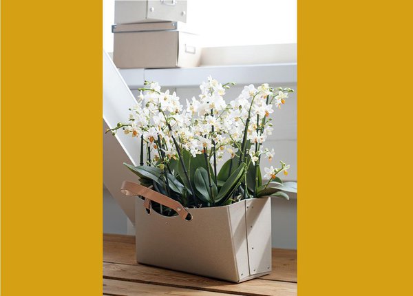 L’orchidée blanche, emblème même de la grâce et de l’élégance, associée à un panier tout simple. Idée déco ingénieuse pour éviter l’usage des traditionnels pots.