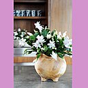 La schlumbergera en pot. De couleur blanche, elle permet un peu plus de fantaisie quant à son contenant.