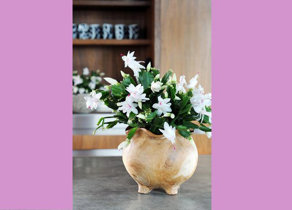 La schlumbergera en pot. De couleur blanche, elle permet un peu plus de fantaisie quant à son contenant.