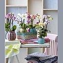 Les orchidées en pots permettent de jouer sur les couleurs pour donner du peps à son intérieur.