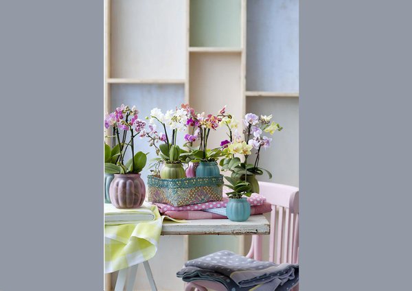 Les orchidées en pots permettent de jouer sur les couleurs pour donner du peps à son intérieur.