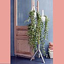 Le lierre en suspension permet aussi d’avoir un résultat magique lorsque les branches tombent naturellement. Adieu les tableaux et bibelots, le lierre prend le relais !