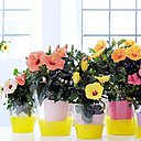 L’hibiscus en pots. Cette fleur permet aussi d’avoir des idées décorations étonnantes. On peut effectuer facilement et à petit prix un cache-pot coloré, rappelant la couleur de la fleur à 5 pétales.