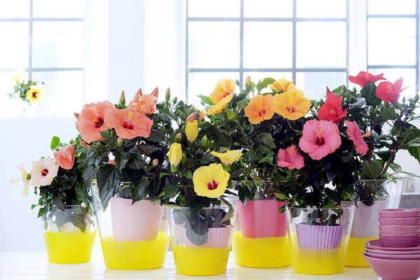 L’hibiscus en pots. Cette fleur permet aussi d’avoir des idées décorations étonnantes. On peut effectuer facilement et à petit prix un cache-pot coloré, rappelant la couleur de la fleur à 5 pétales.