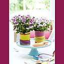 Le pelargonium, plante Happy Life, nous expose la beauté de ses six pétales colorés. Idée déco : décorer le pot de votre fleur avec des couleurs vives et des matières brutes et déstructurées pour encore plus de fun !