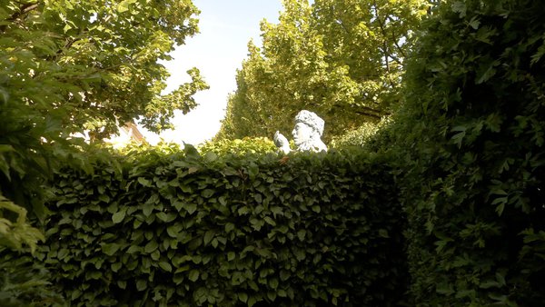 Au détour d'une allée, une tête apparait surplombant la haie de charme.