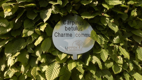 Carpinus Betulus ou charme commun.