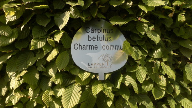 Carpinus Betulus ou charme commun.