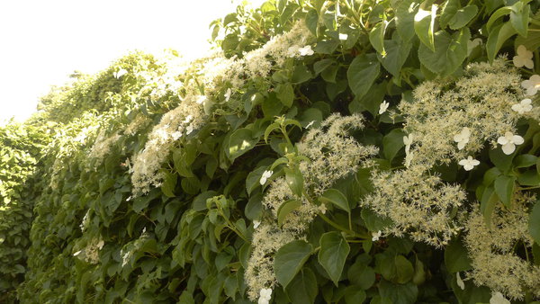 Hortensia blancs grimpants et très odorants.