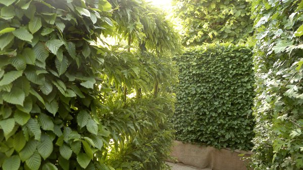 Différentes haies d'arbustes jouent avec leurs feuillages.