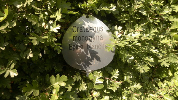 Cornus Mas ou épine blanche.