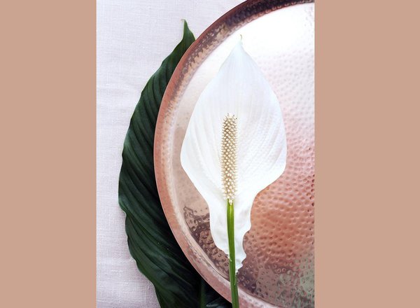 La bractée en pointe du spathiphyllum et son épi blanc cassé. La bractée est une pièce florale en forme de feuille, d’une texture généralement particulière.