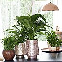Le spathiphyllum est une plante en pot existant dans toutes les tailles. Petite ou grande, vous pouvez jouer sur les tailles pour obtenir un effet floral ravissant.